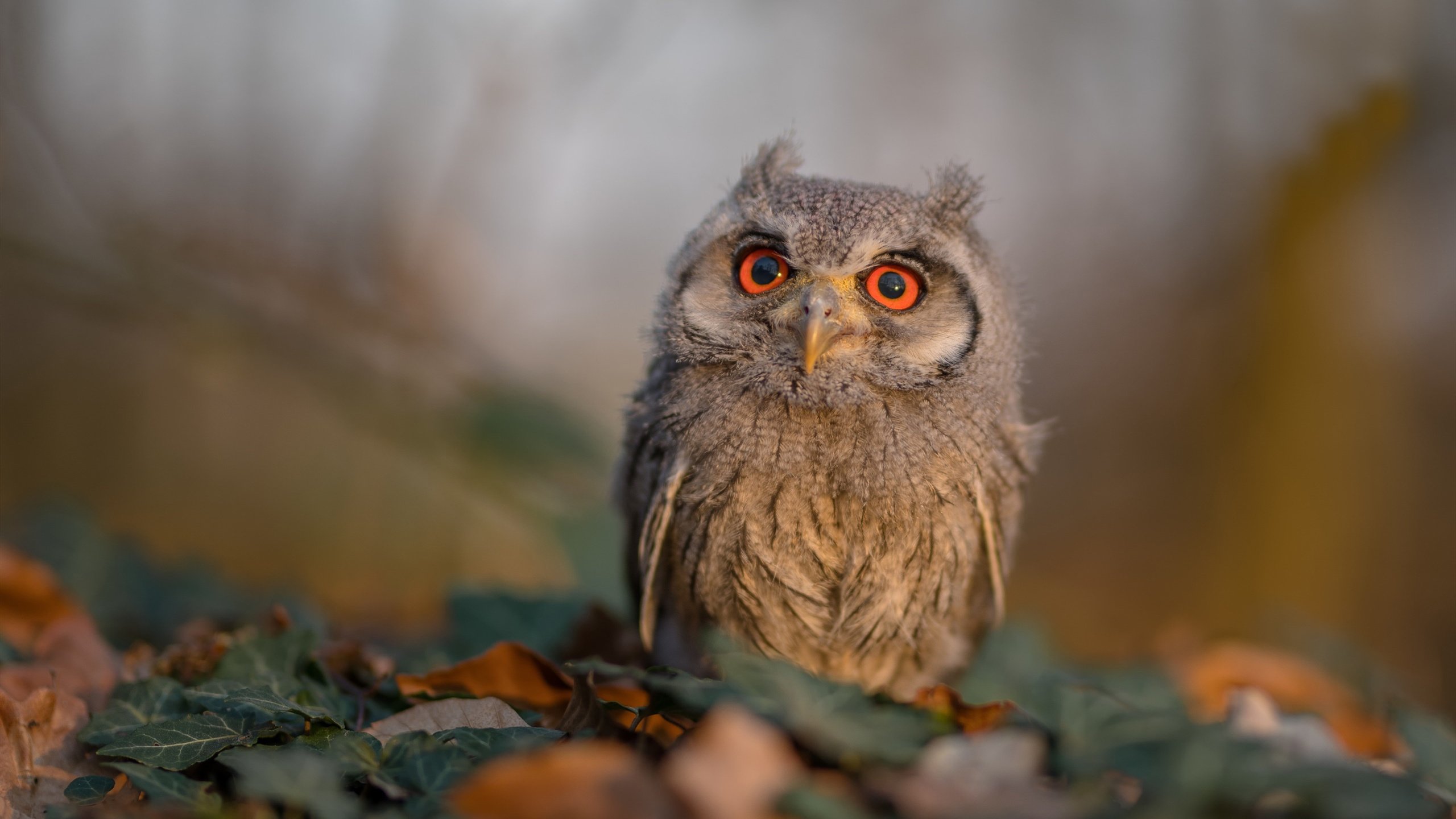 开云体育网页入口-史上最远三分！库里在对阵雷霆的比赛中投出65英尺的奇迹三分球！